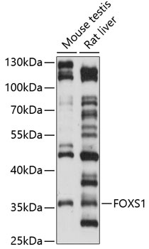 FOXS1 Antibody