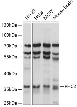PHC2 Antibody