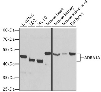 ADRA1A Antibody