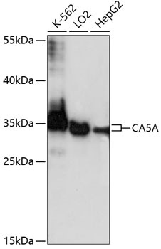 CA5A Antibody