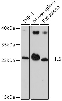 IL6 Antibody