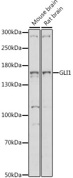 GLI1 Antibody