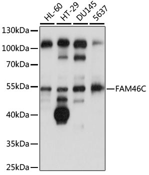 FAM46C Antibody