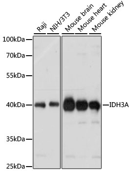 IDH3A Antibody