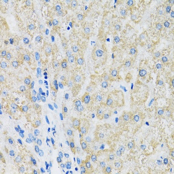 SLC19A1 Antibody