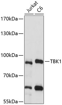 TBK1 Antibody