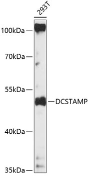 DCSTAMP Antibody