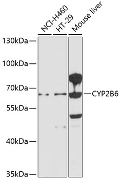 CYP2B6 Antibody