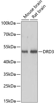 DRD3 Antibody