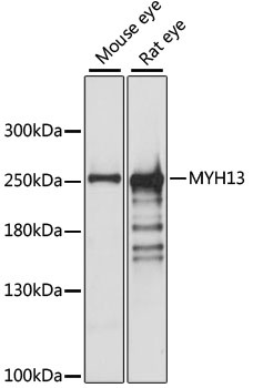 MYH13 Antibody