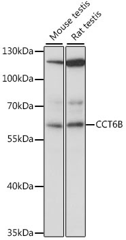 CCT6B Antibody