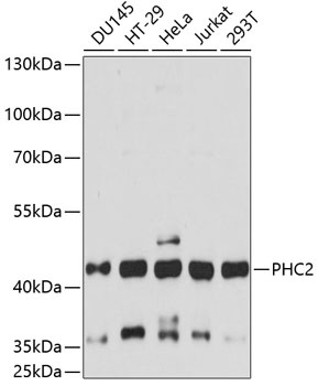 PHC2 Antibody