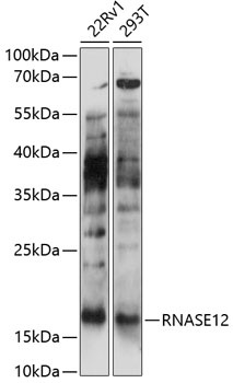 RNASE12 Antibody