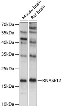 RNASE12 Antibody
