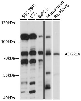 ADGRL4 Antibody