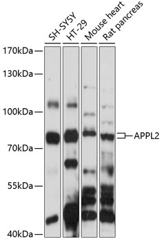 APPL2 Antibody