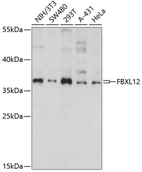 FBXL12 Antibody