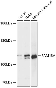 FAM13A Antibody