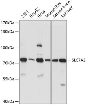 SLC7A2 Antibody