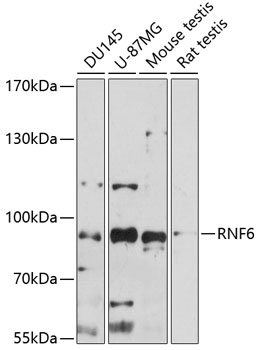RNF6 Antibody