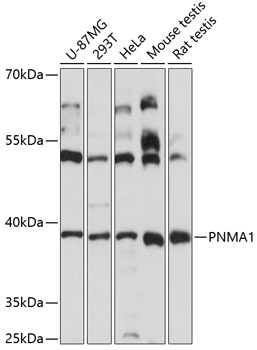 PNMA1 Antibody