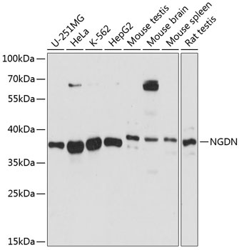 NGDN Antibody