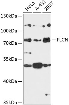 FLCN Antibody