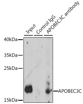 APOBEC3C Antibody