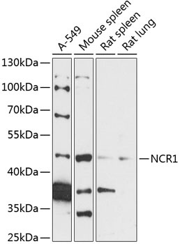 NCR1 Antibody