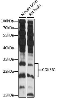 CDK5R1 Antibody