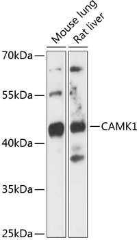CAMK1 Antibody