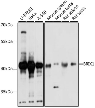 BRIX1 Antibody