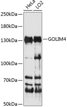 GOLIM4 Antibody
