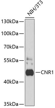 CNR1 Antibody