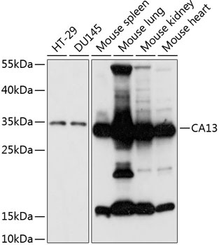 CA13 Antibody