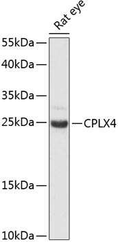 CPLX4 Antibody