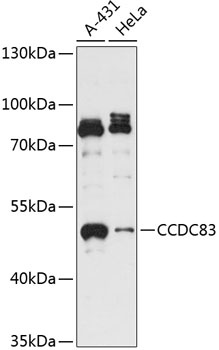 CCDC83 Antibody