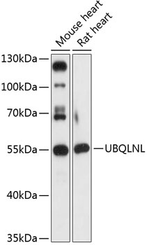 UBQLNL Antibody