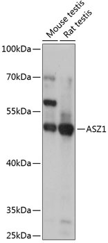 ASZ1 Antibody