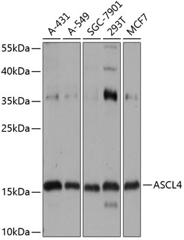 ASCL4 Antibody