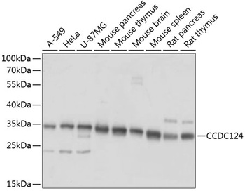 CCDC124 Antibody