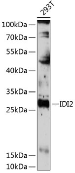 IDI2 Antibody