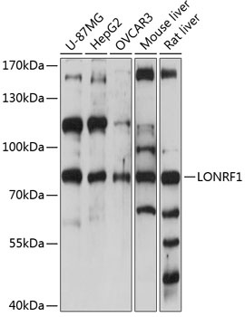 LONRF1 Antibody