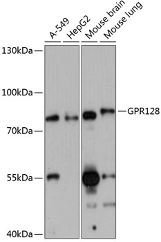 GPR128 Antibody