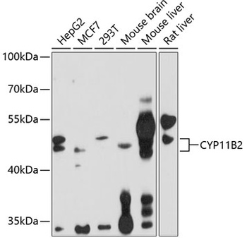 CYP11B2 Antibody