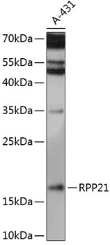 RPP21 Antibody