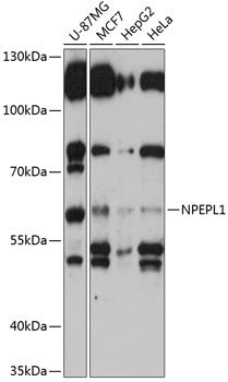 NPEPL1 Antibody