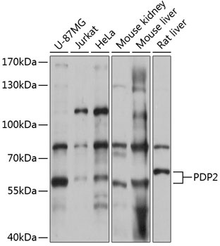 PDP2 Antibody