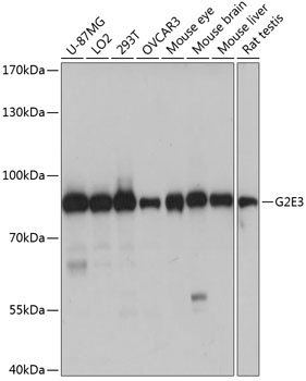 G2E3 Antibody