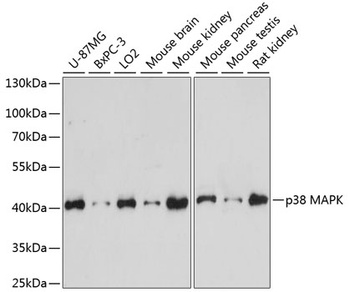MAPK14 Antibody